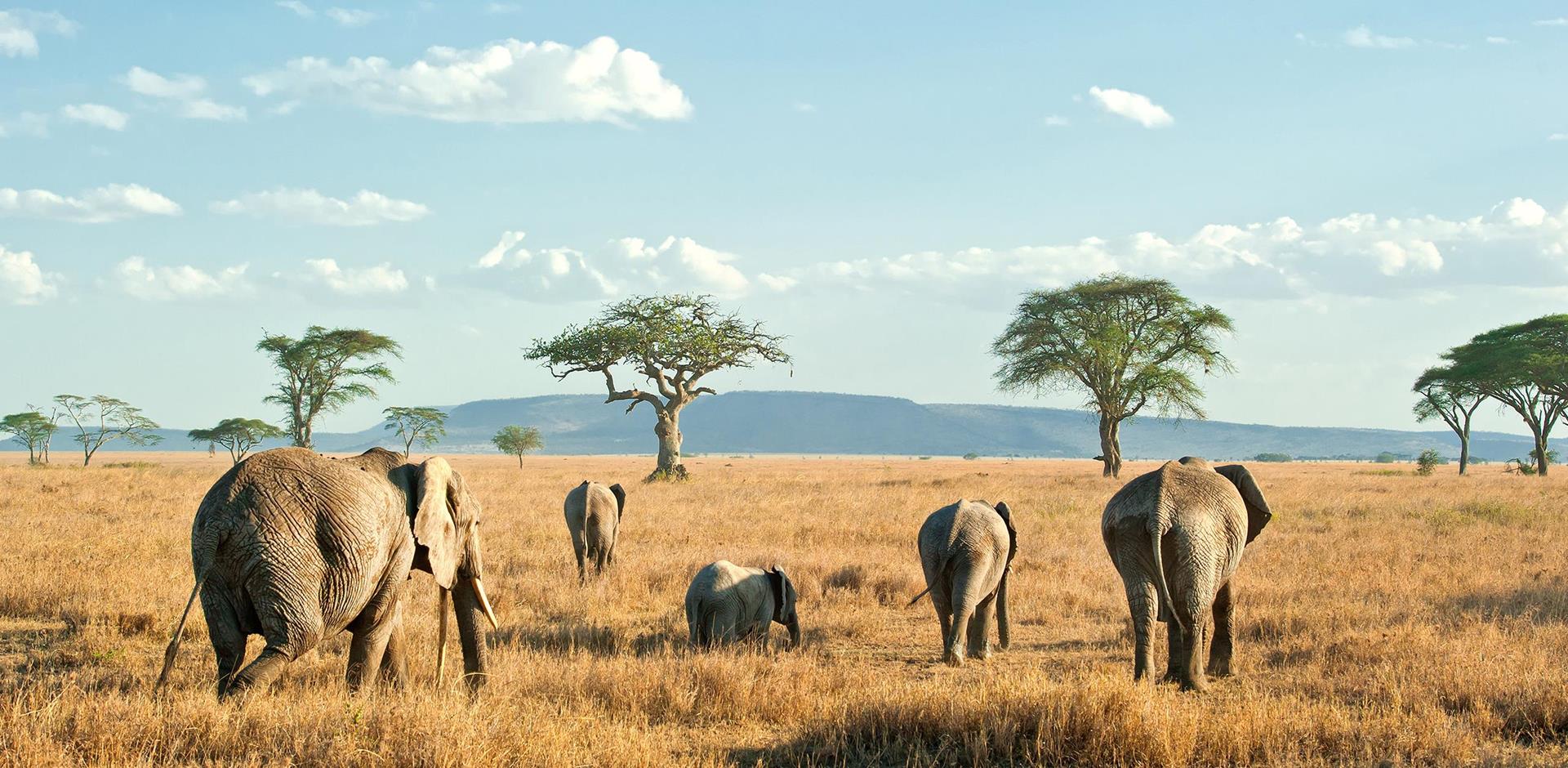 Featured image for “SOLD OUT! An Unforgettable African Safari #2 | February/March 2025”