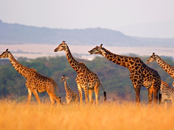Featured image for “SOLD OUT! An Unforgettable African Safari | February 2025”